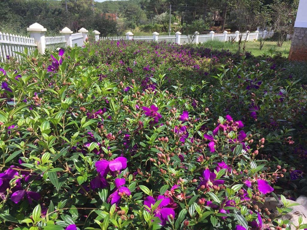 Romeo & Juliet Guesthouse Dalat Exterior photo
